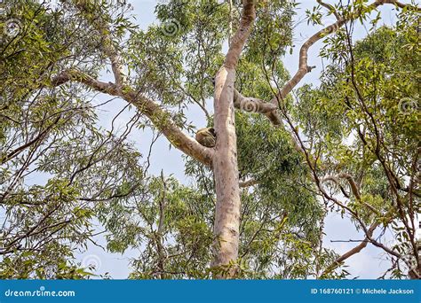 Australian Koala in Natural Habitat Stock Image - Image of coastal, bushland: 168760121