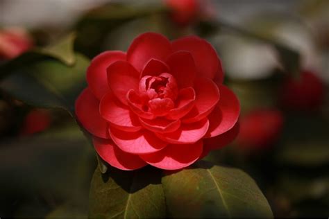 How to Grow and Care for Camellias - growhappierplants.com