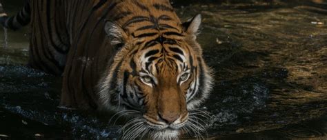 Wild Animals In Malaysia - Ichlasari