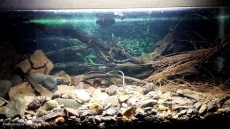 Sentul Westjava Upstream – Dwarf Snakehead Habitat – Biotope Aquarium