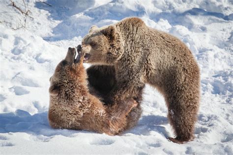 Arctic Wildlife - the animals of Lapland | Visit Finnish Lapland