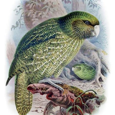 Kakapo - fat flightless tree climbing parrot. I want one! Vintage Illustration, Nature ...