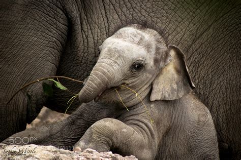 500px Blog » » 29 Adorable Photos Of Baby Elephants To Brighten Up Your Day