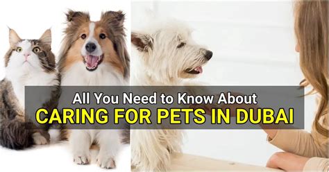 All You Need to Know About Caring for Pets in Dubai | Dubai OFW