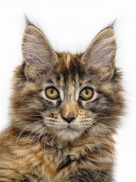 What are Common Maine Coon Health Issues? – petsKB