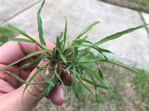 Help identifying a weed or grass in South Texas