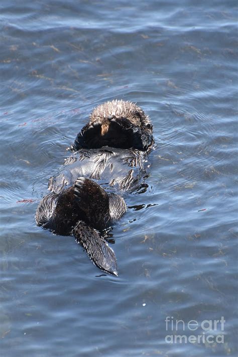 Sea Otter Pup Covering His Eyes While Floating on His Back Photograph by DejaVu Designs - Fine ...