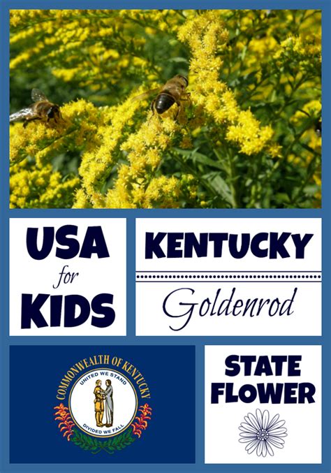 Kentucky State Flower - Goldenrod by USA Facts for Kids