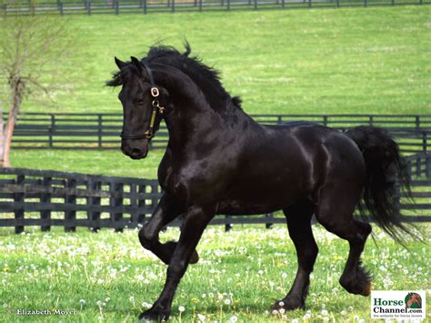 🔥 [47+] Free Friesian Horse Wallpapers | WallpaperSafari