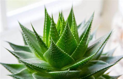 Aloe Vera (Aloe Barbadensis) Grow & Care Guide - RayaGarden