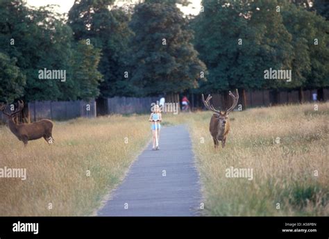 Bushy park deer Stock Photo - Alamy