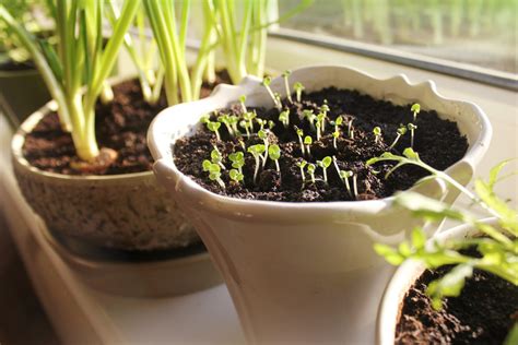 Growing Food Indoors