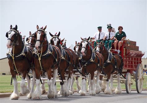 Budweiser Clydesdales Coming to Pascack Valley This Thursday