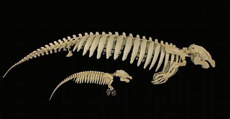 Manatee with calf | Animal skeletons, Animal bones, Skeleton