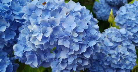 WHICH ARE THE BEST BLUE-FLOWERING HYDRANGEAS? |The Garden of Eaden