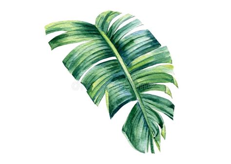 Palm Leaf, Watercolor Botanical Painting Stock Illustration - Illustration of organic, fresh ...