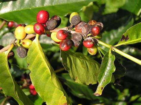 Coffee | Diseases and Pests, Description, Uses, Propagation