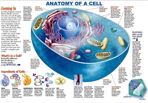 Cell Structure And Function Biology Pinterest Cell Structure ...