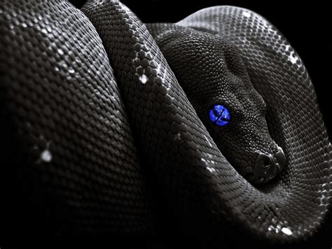 🔥 [50+] Black Snake Wallpapers | WallpaperSafari