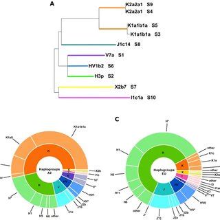 Mitochondrial DNA haplogroup distribution in Poles (black), modern AJ... | Download Scientific ...