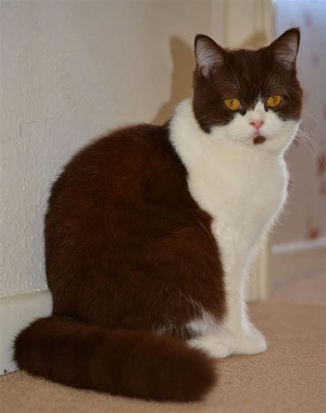 Brown/white British shorthair cat | British shorthair cats, British ...