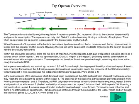 Trp Attenuation Animation