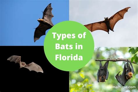 12 Types of Bats in Florida (With Pictures) - Animal Hype