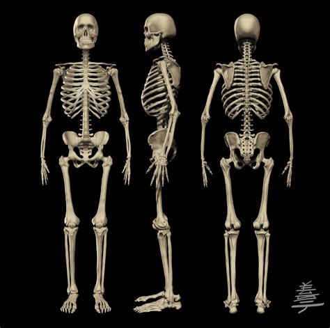 Anatomy - MALE Skeleton by Veus-T on DeviantArt