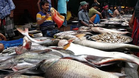 Amazing Fish Market | Biggest Fish Market In Noya Bazar Old Dhaka ...