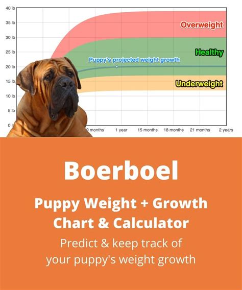 Boerboel Weight+Growth Chart 2022 - How Heavy Will My Boerboel Weigh ...