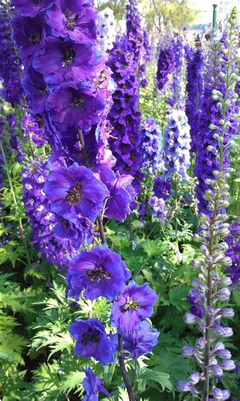 . Purple Flowers Garden, Flower Garden, Beautiful Flowers, Meaning Of Wealth, Virtual Flowers ...