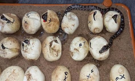 Snake Eggs Hatching