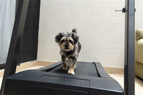 How To Teach A Dog To Walk On A Treadmill [Tips & FAQs]