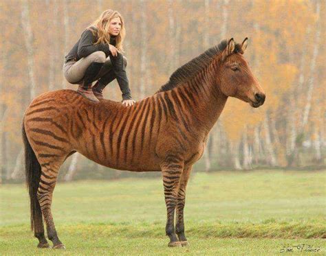 Zorse, a zebra horse hybrid | Zorse, Horses, Animals beautiful