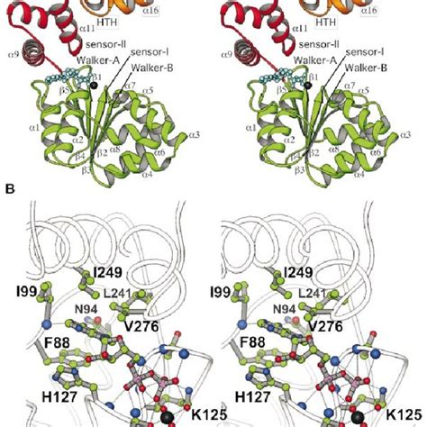 (PDF) The structure of bacterial DnaA: Implications for general mechanisms underlying DNA ...