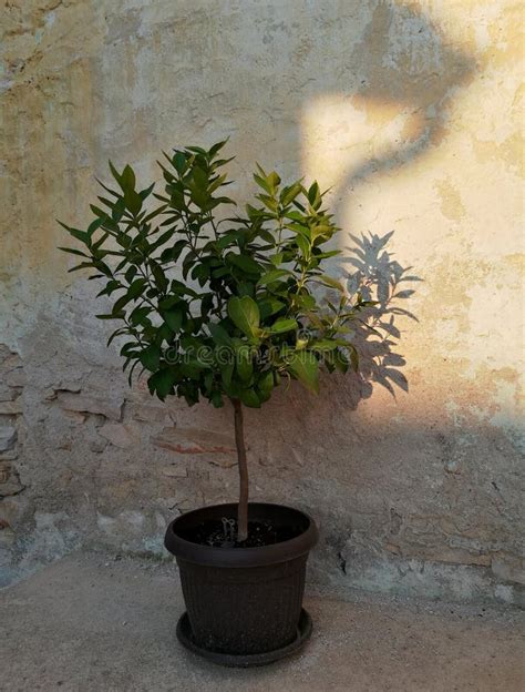 Lemon tree in a pot stock image. Image of organic, vitamin - 122150029