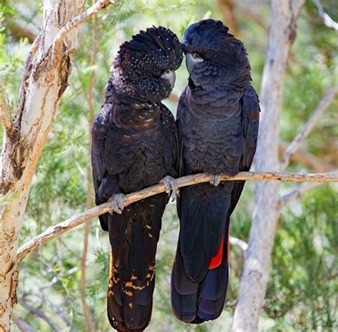 Red-Tailed Black Cockatoo – Wangshu‘s Cockatoo World