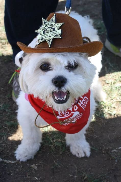 Sheriff #halloween #dog #costume #adorable #cute #pets | Dog halloween costumes diy, Pet ...