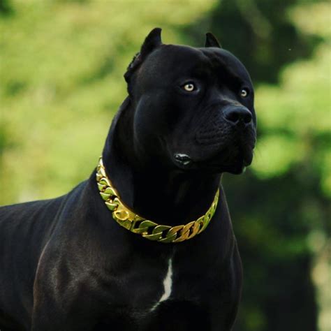 👑 King Prague 👑 | Bully breeds dogs, Pitbull dog, Black pitbull