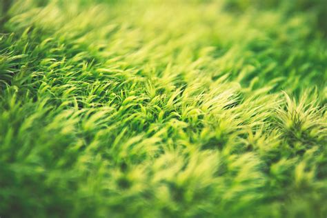 Download Macro Depth Of Field Green Nature Grass 4k Ultra HD Wallpaper