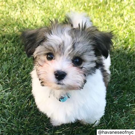 Do Havanese Shed - Are Havanese Dogs Hypoallergenic?