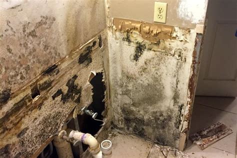 Mold Damage | USA Claims Consultants | Property Damage Claims Experts