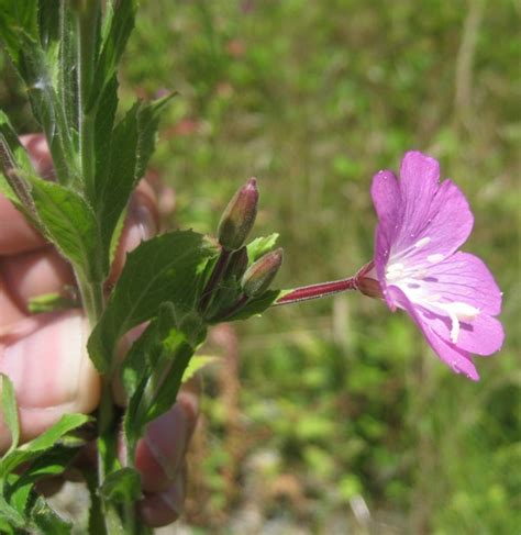 Hairy willow-herb identification and control: Epilobium hirsutum - King County