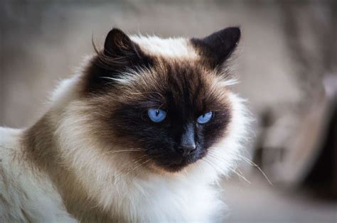 General Information About The Himalayan Siamese Cat