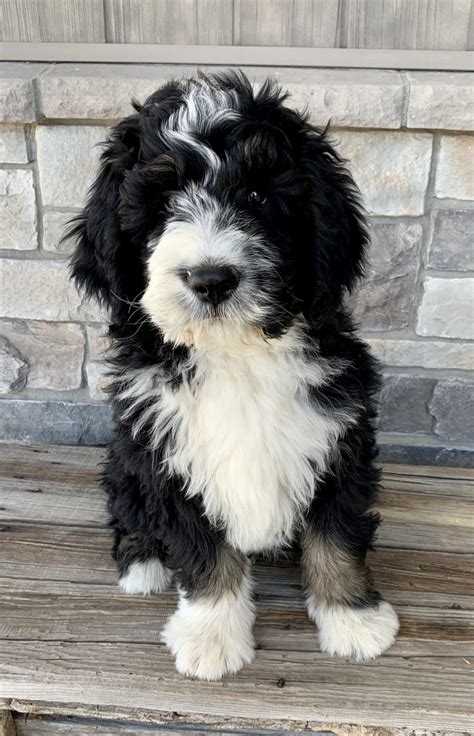 Bernedoodle Puppies For Sale | Shelley, ID #325971