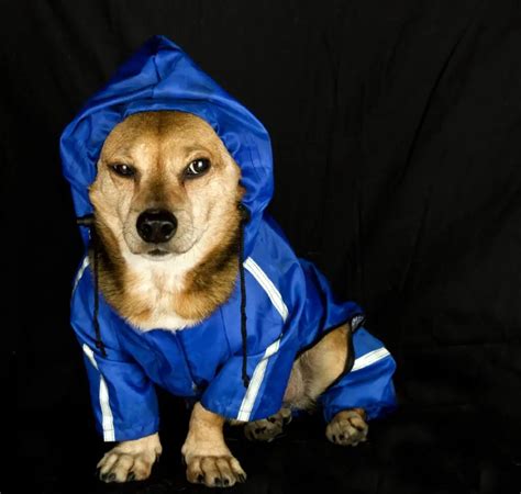 Top 9 Dog Breeds That Like Rain - Petsmart