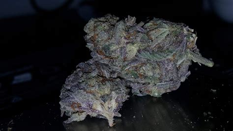 UK Purple Stardawg 👀🌟🐶 : r/uktrees