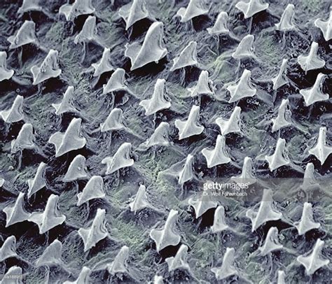 microscopic-image-of-shark-skin-showing-the-numerous-scales-sem-x95 ...