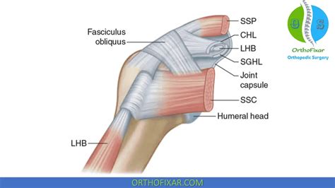 Rotator Cuff Interval Anatomy