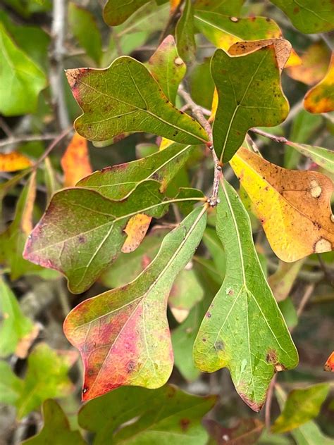 Quercus Nigra 25 Seed Acorns Water Oak 2023 - Etsy